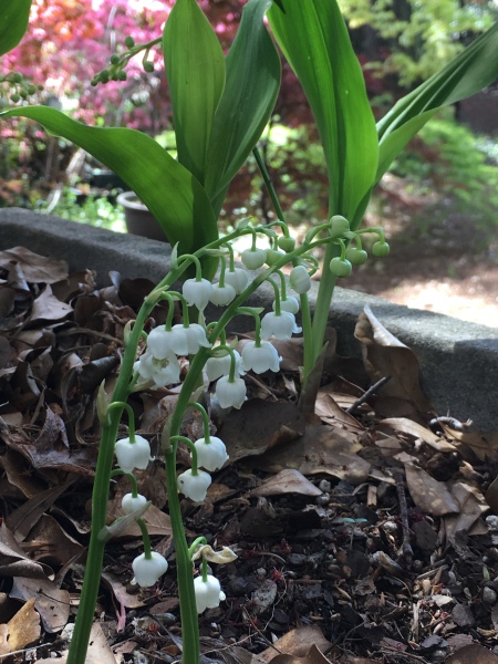 Blooms of lily of the valley or muguet